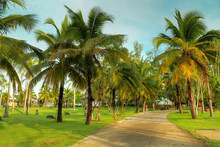 Field Of Coconut Trees On Koh Kho Khao Island, Thailand