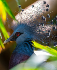 Victoria Crowned-Pigeon