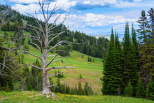 Solitary, Giant Dead Tree In The Mountains. High Altitude, Mountain Green Forest. Blue Sky Background. Yellowstone National Park, Wyoming, USA