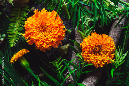 Zdjęcie XXL Kwiaty nagietka z botaniką i zielonym opalem