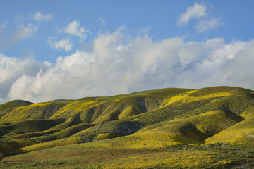 Wall Mural - Beautiful yellow goldifelds blossom