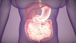 3d illustration of digestive system anatomy