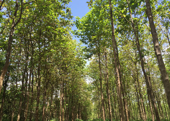 Teak forest