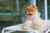 Fototapeta Zwierzęta - cute pomeranian dog smiling, happy pet laying on chair waiting owner in cafe