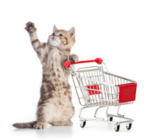 Funny Cat Standing With Shopping Cart Isolated