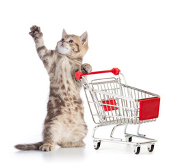 Funny cat standing with shopping cart isolated