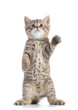 Fototapeta Koty - Standing scottish straight cat kitten looking up isolated over white background