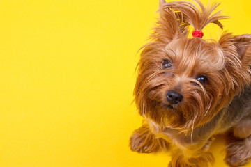 Yorkshire terrier looking at the camera