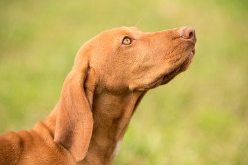 Wall Mural - Closeup portrait of a hungarian Vizsla