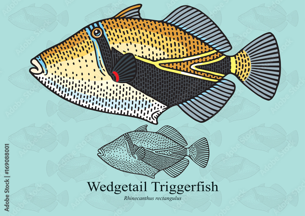 Wedgetail Triggerfish, Reef Triggerfish, Hawaiian Rectangular. Vector ...