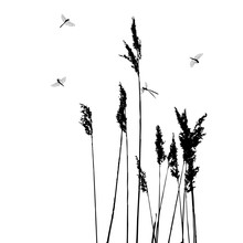 Dragonflies In Flight - Vector Illustration