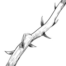 Hand Drawing Of Thorn-vector Illustration