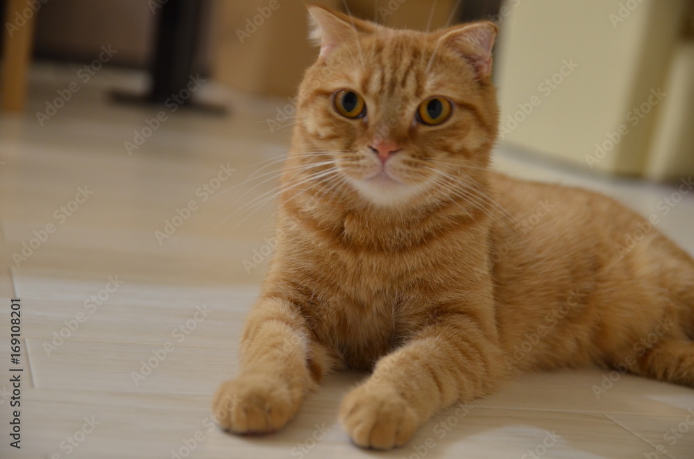 猫 茶虎 スコティッシュフォールド の Stock フォト | Adobe Stock