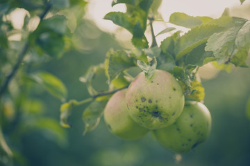 Wall Mural - Beautiful tasty fresh apples on tree Toning