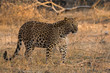 A leopard from jhalana forest area, Jaipur