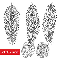 Vector set with outline Sequoia or California redwood in black isolated on white background. Coniferous tree with pine, cone and branch in contour style for botanical design and coloring book.