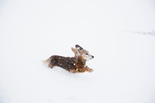 USA, Colorado, Dachshund Running In Snow At Winter