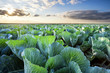 Field of ripe cabbage under a cloudy sky