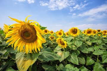 Wall Mural - yellow sunflower against a blue cloudy sky