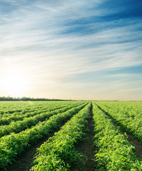 Canvas Print - sunset over agriculture field with tomatoes