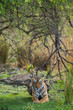 Arroehead/T84 Tigress from ranthambore tiger reserve, India