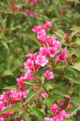 Wall Mural - Weigelia dai fiori rosa in giardino