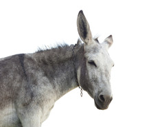 Donkey Head Isolated On White Background