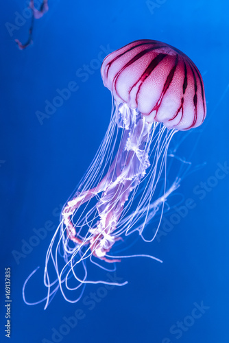 Pacific sea nettle Chrysaora melanaster jellyfish Tableau sur Toile