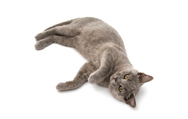 Poster - British shorthair grey cat isolated