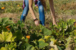 © Tana Teel Photography/Stocksy - teenager looking for pumpkin in pumpkin patch