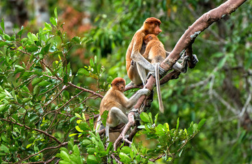 Wall Mural - a female proboscis monkey (nasalis larvatus) with a cub in a natural habitat. long-nosed monkey, kno