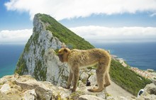 Barbary Macaques In Gibraltar