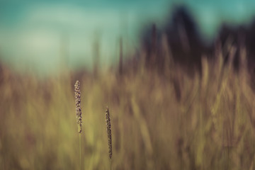 Wall Mural - Timothy Grass Seedheads and Blurred Grassland