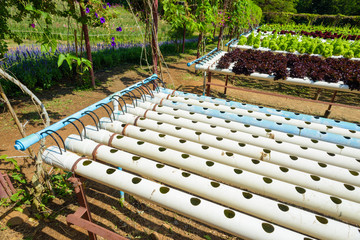 Wall Mural - Hydroponic Gardening System