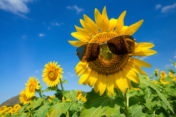 Wall Mural - blooming sunflower in the garden