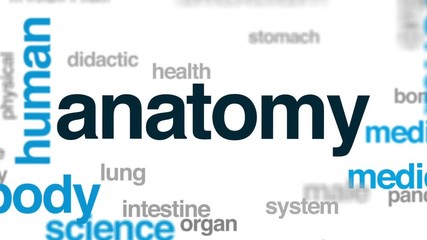 Wall Mural - Anatomy animated word cloud, text design animation.