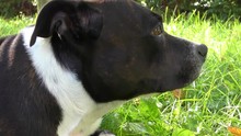 Happy Black - White Staffordshire Bull Terrier, Detai
