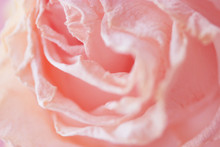 Macro Shoot Of Pink Rose
