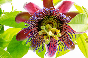 Wall Mural - Close up of a real summer beauty on the balcony: Red Passiflora Alata :) 
