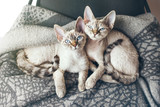 Fototapeta Koty - Two pretty Devon Rex cats with blue eyes are sitting together on the soft wool blanket and looking at camera, light flair effect. Lifestyle photo of napping kitties, happy domestic pets concept