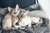 Fototapeta Koty - Two adorable and funny young Devon Rex cats with blue eyes are sitting together on the soft wool blanket and looking at camera. Happy domestic felines concept