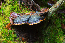 Red Banded Polypore Mushroom Growing In The Green Moss