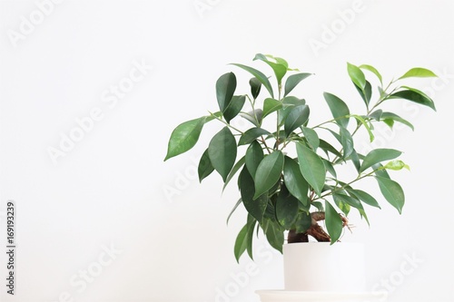 観葉植物 ガジュマル Chinese Banyan Adobe Stock でこのストック画像を購入して 類似の画像をさらに検索 Adobe Stock