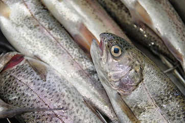 Trout for dinner