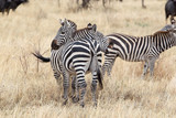 Fototapeta Konie - Zebra (Equus burchellii)