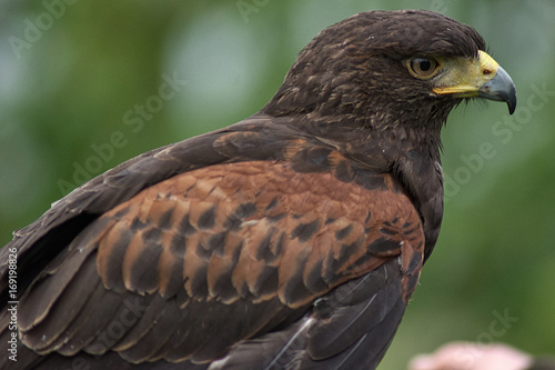 Harris Hawk Buy This Stock Photo And Explore Similar