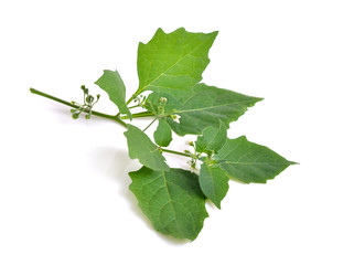 Wall Mural - Solanum nigrum isolated.