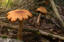 Flower Shaped Mushroom In Autumn Forest