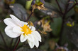 © Mats - Bee and flower fly