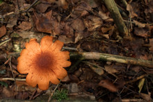 Mushroom Flower Shaped In Autumn Forest
